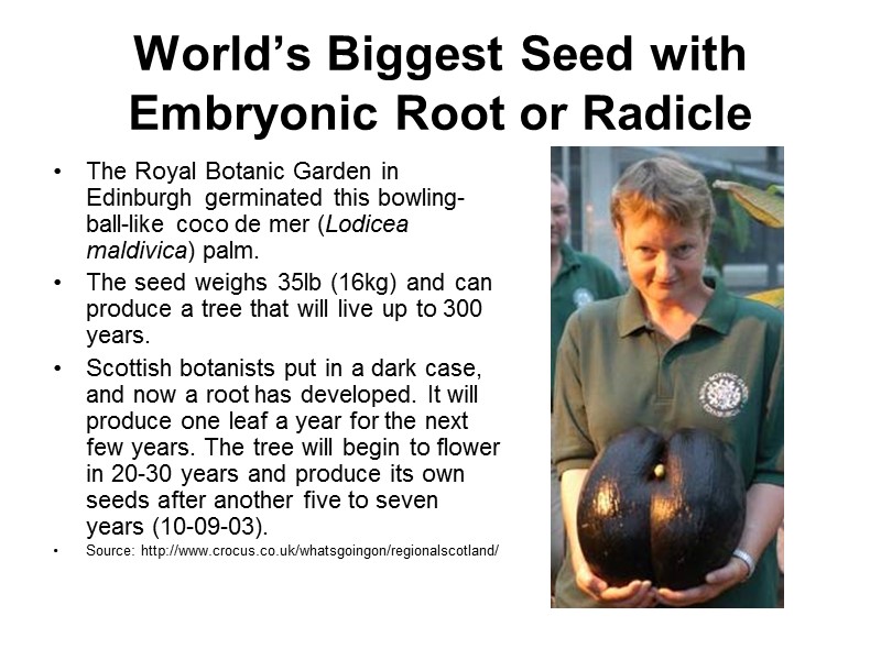 World’s Biggest Seed with Embryonic Root or Radicle The Royal Botanic Garden in Edinburgh